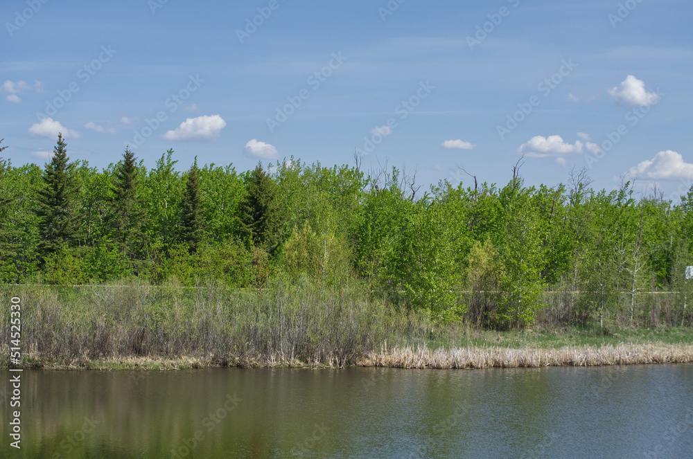 Pylypow Wetlands in the Spring