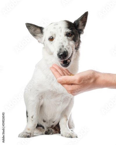 Portrait shot of a cute small black and white dog eating dog food from a man's hand, isolated on white. Looking at the camera.