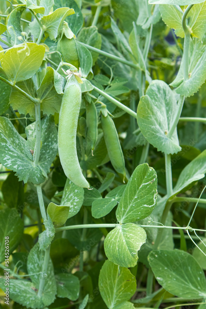 Fresh green peas, a pod hangs on a bush, sings. Harvest in the vegetable garden.Agriculture concept, proper nutrition, vitamins, postcard. High quality photo Fresh green peas, a pod hangs on a bush, sings. Harvest in the vegetable garden.Agriculture concept, proper nutrition, vitamins, postcard. High quality photo