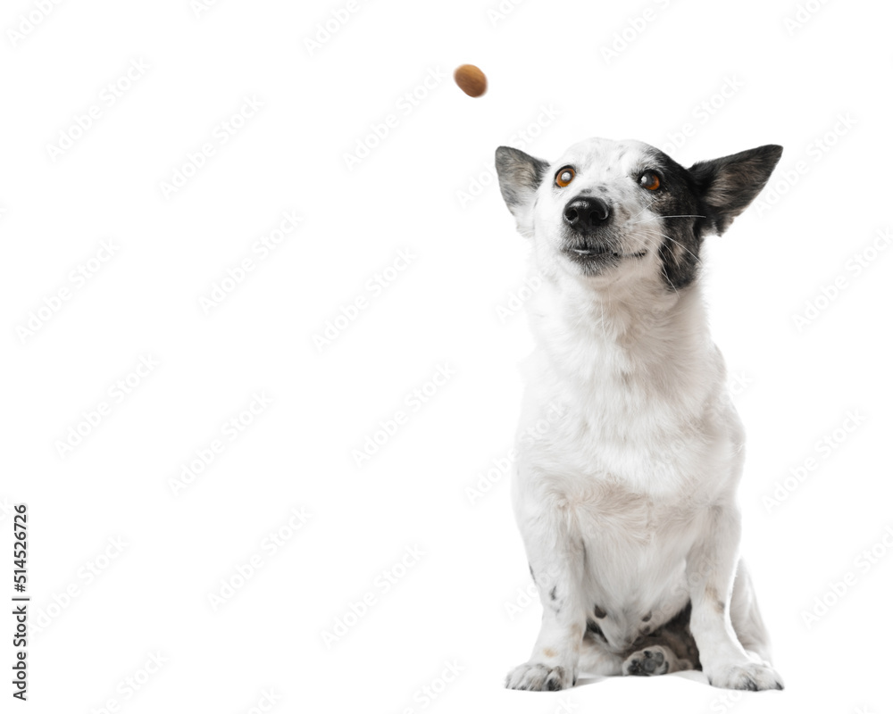 Portrait of an adorable small black and white dog catching a kibble of dog food, isolated on white, copy space on the left.
