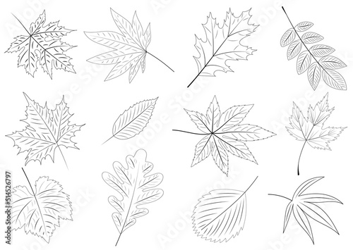 doodle tree leaf set on white background, isolated, vector