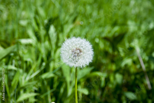 Beautiful airy white dandelion flower in green grass. In the language of flowers  dandelion symbolizes happiness  smile  devotion  fidelity. Spring time. Beautiful postcard with natural background