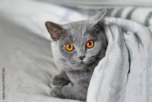 Cute grey British breed cat is lying in bed under blanket. Fluffy pet at cozy home.