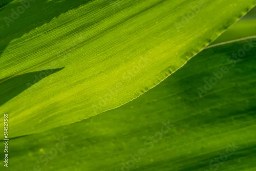 Panel kuchenny z motywem liście zielone tło tapeta