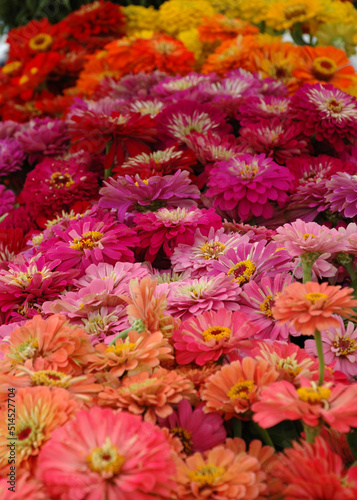 zinnias