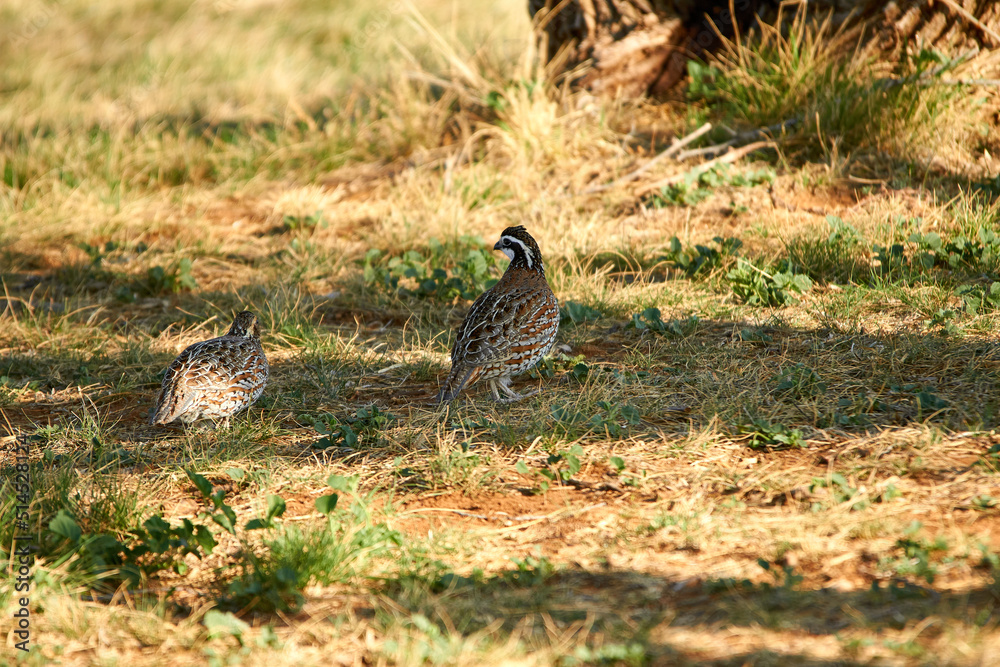 Close-up of male and female Bobwhite birds standing side by side in grass in the shade of a Mesquite tree. Springtime in Texas Close-up of male and female Bobwhite birds standing side by side in grass in the shade of a Mesquite tree. Springtime in Texas