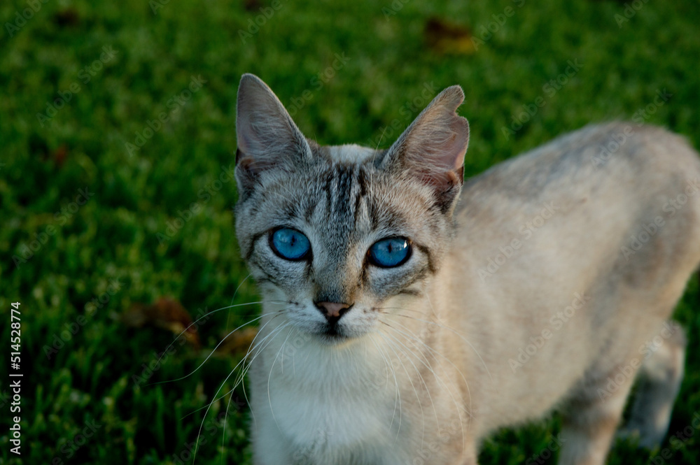 Gato claro con ojos azules sobre la hierba mirando a cámara