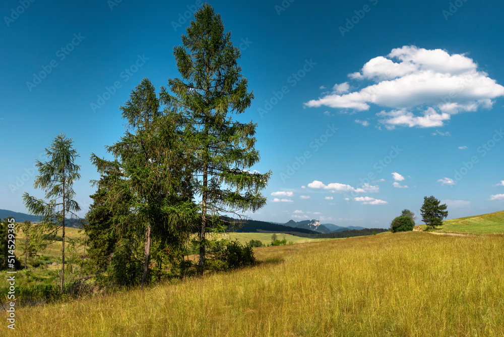 landscape with trees landscape with trees