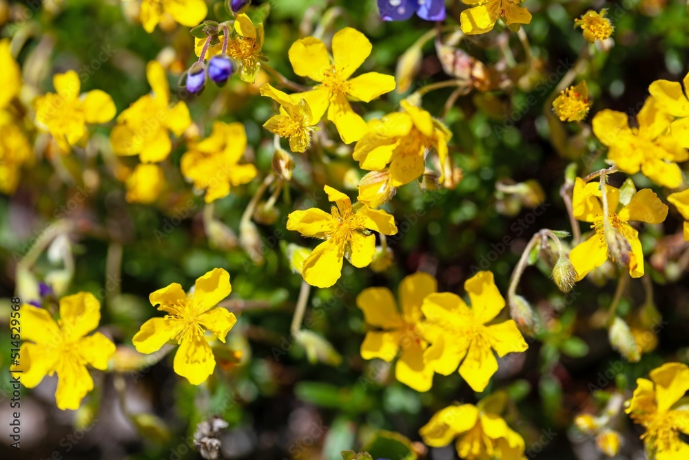 Obraz premium Flower of the rock rose species Helianthemum alpestre