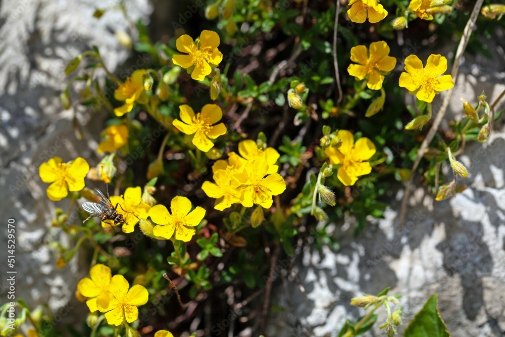 Flower of the rock rose species Helianthemum alpestre Flower of the rock rose species Helianthemum alpestre