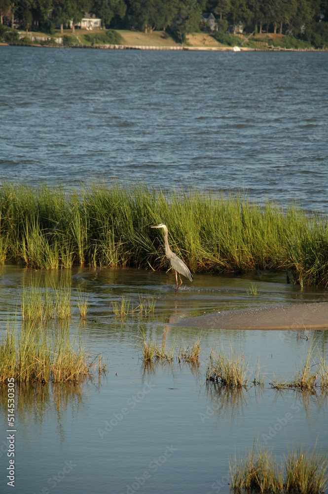 Heron Walking the Marsh