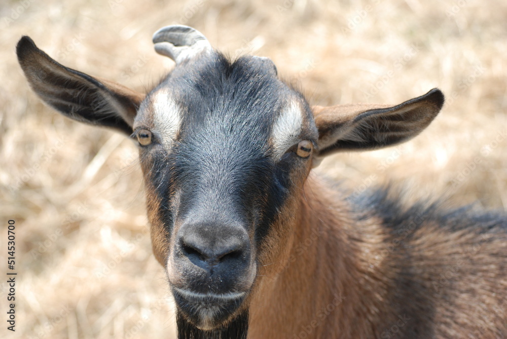 Brown Goat in Field