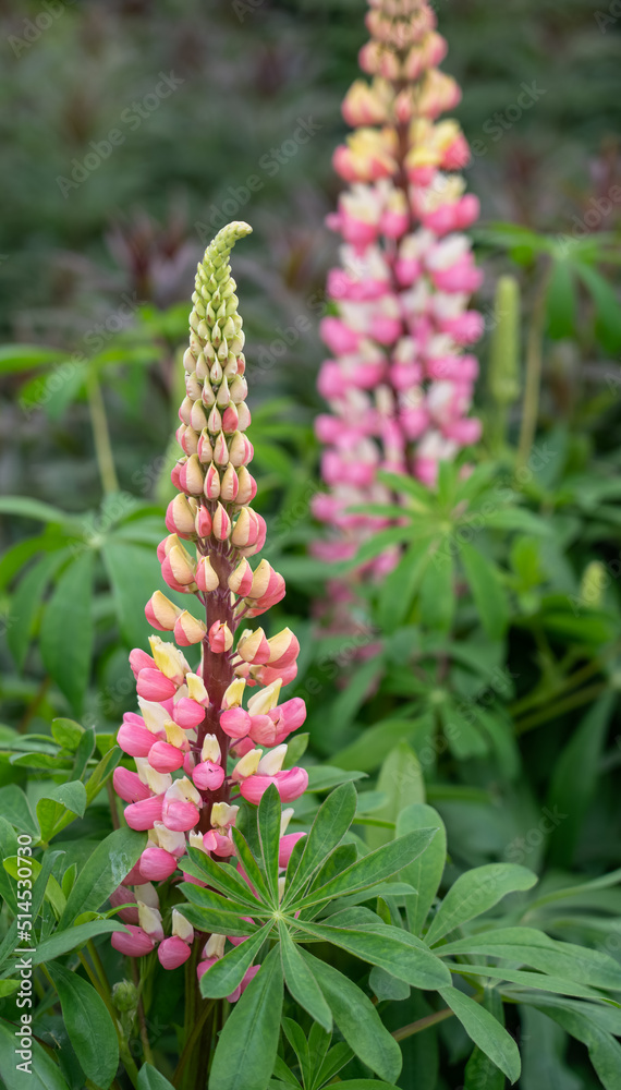 detailed close up of Lupinus 'The Chatelaine' (Band of Noble Series) detailed close up of Lupinus 'The Chatelaine' (Band of Noble Series)