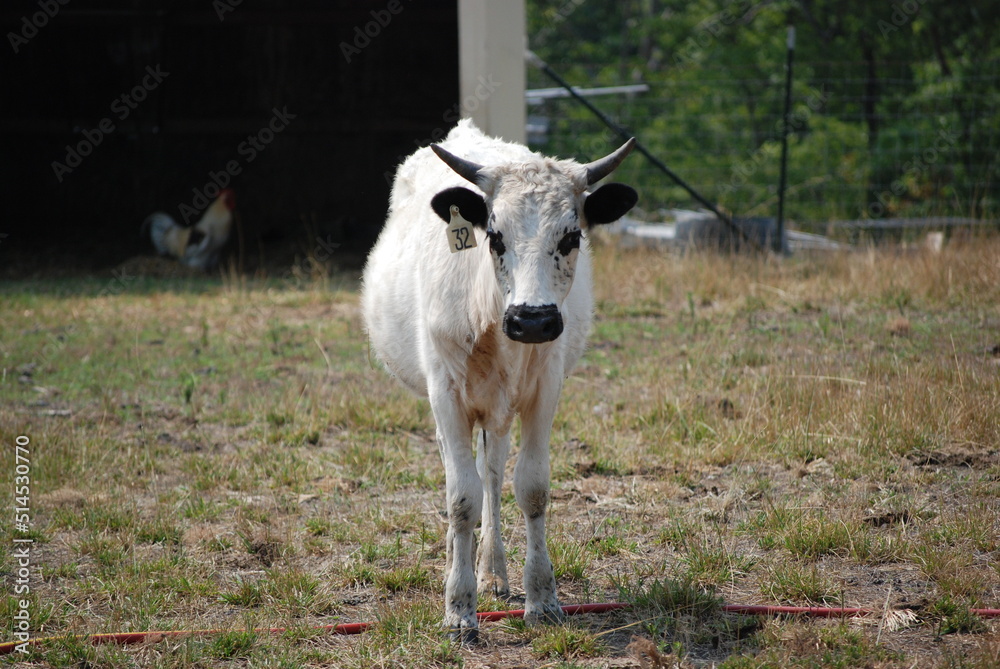 Fototapeta premium White Cow on Farm