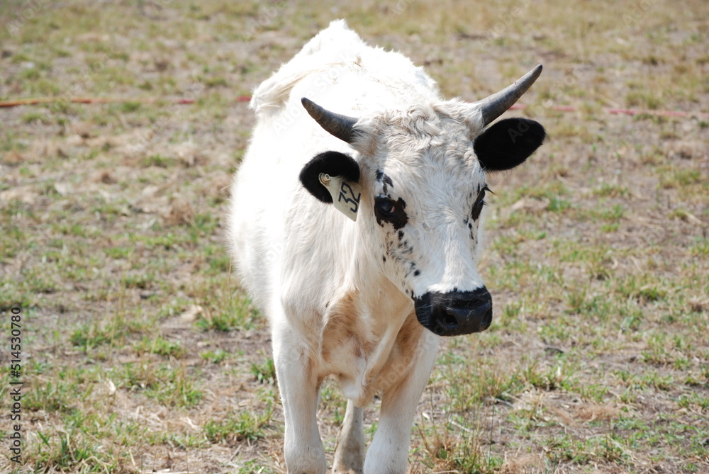 White Cow on Farm