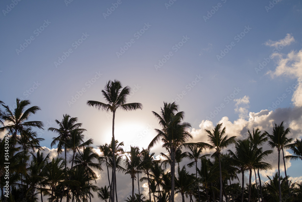 Silhouettes of palm trees against the sunset sky, evening by the sea. Beautiful sky