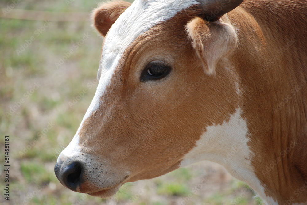 Fototapeta premium Brown Cow in Field