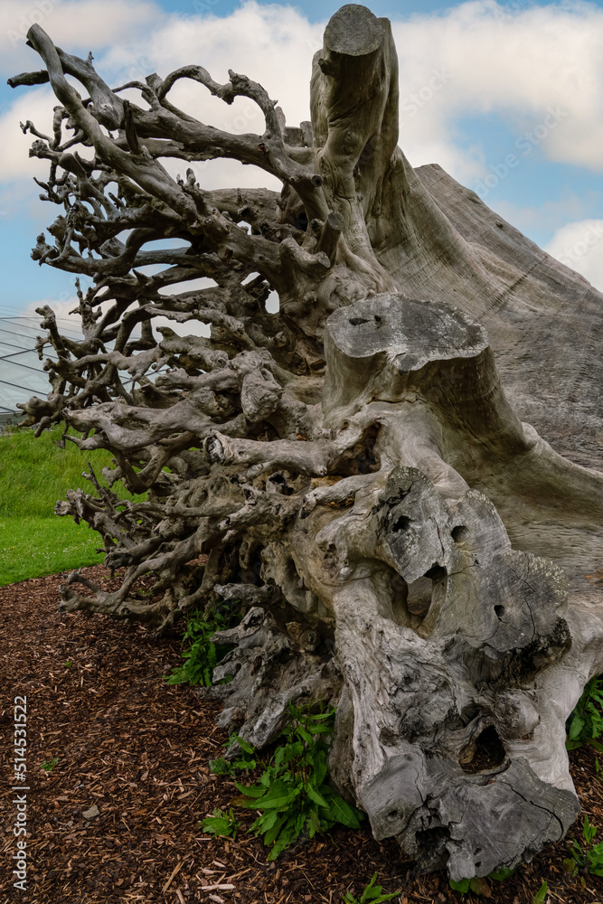 close up of a massive long since felled, aged and weathered tree trunk with huge exposed flares and root system close up of a massive long since felled, aged and weathered tree trunk with huge exposed flares and root system