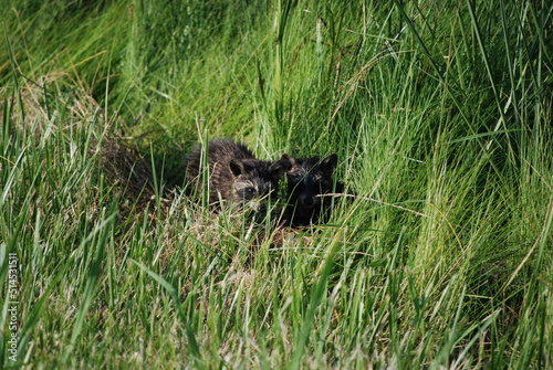 Raccoons in Tall Grass