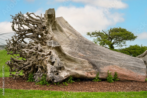 close up of a massive long since felled  aged and weathered tree trunk with huge exposed flares and root system 
