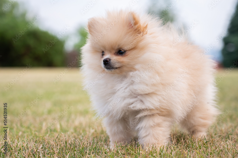 Little puppy pomeranian on the grass Little puppy pomeranian on the grass