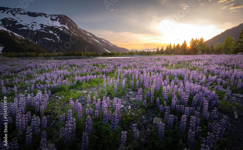 Lupines at Sunset
