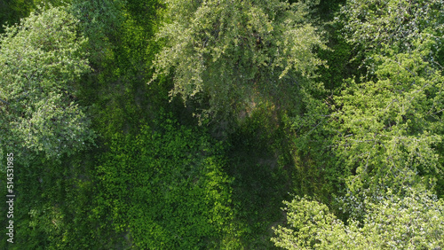 Aerial top view forest tree, Rainforest ecosystem and healthy environment concept and background, Texture of green tree forest view from above.