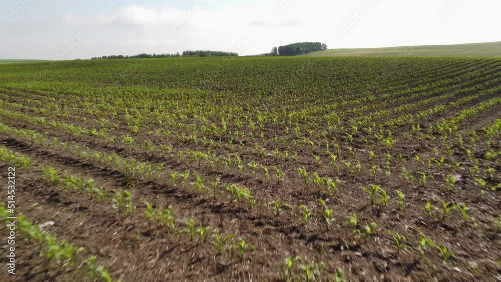 Tracking motion across rows of seeded agriculture field with young plants growing through fertile soil on the Canadian Prairies. Tracking motion across rows of seeded agriculture field with young plants growing through fertile soil on the Canadian Prairies.