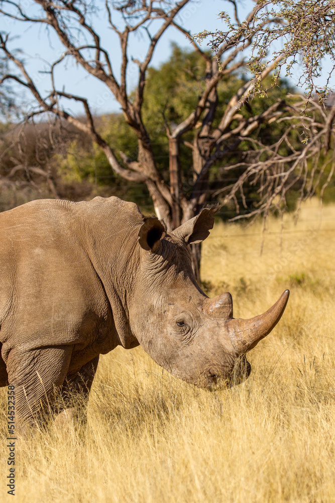 Obraz premium White rhinoceros on a game farm in South Africa