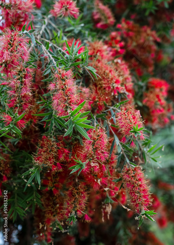 detailed close up of a Callistemon viminalis  Captain Cook 