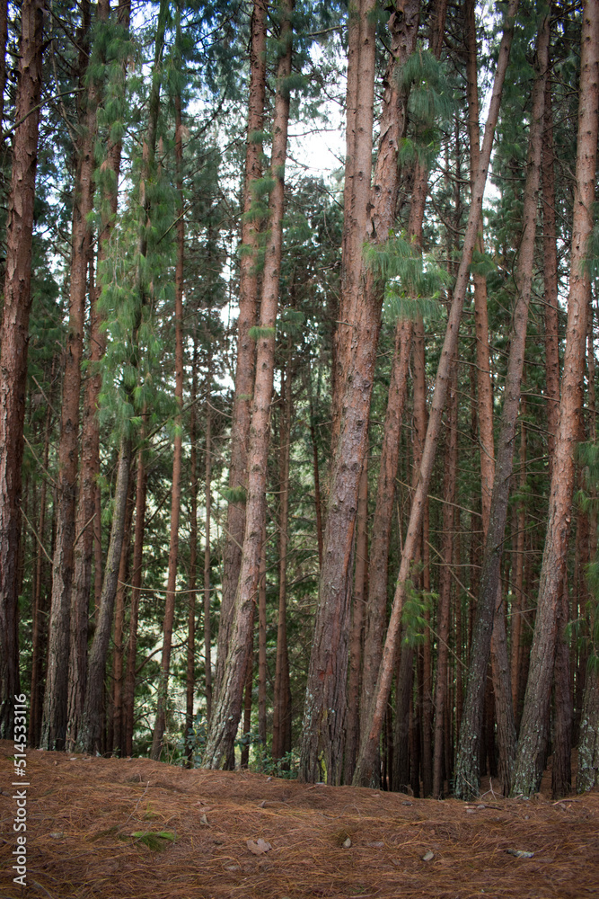 Fototapeta premium Sunlight crossing many green pine trees forest landscape as background