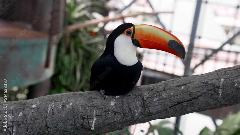 Curious toucan bird perched on wire fence in the green planet zoo. Toucan bird perched on metal fence in zoo Curious toucan bird perched on wire fence in the green planet zoo. Toucan bird perched on metal fence in zoo