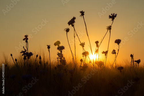 Kornblumen vor Sonnenuntergang auf einem Feld mit Abendrot und leuchtendem Himmel