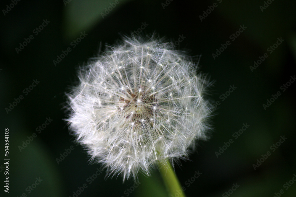 Fototapeta premium dandelion head