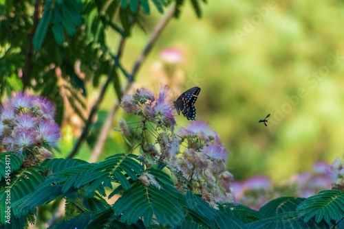butterfly on a flower
