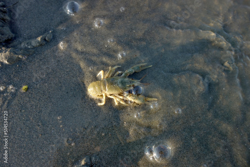 crab in sand water mud crawl to the water