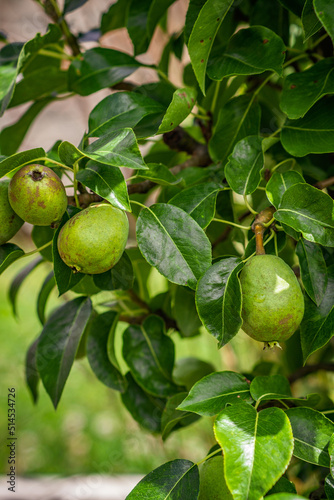 Wallpaper Mural Horses and Slovakia nature. Torontodigital.ca