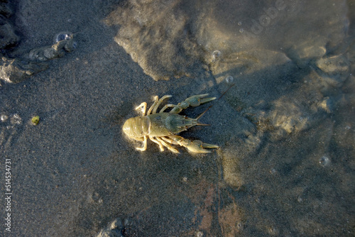 crab in sand water mud crawl to the water