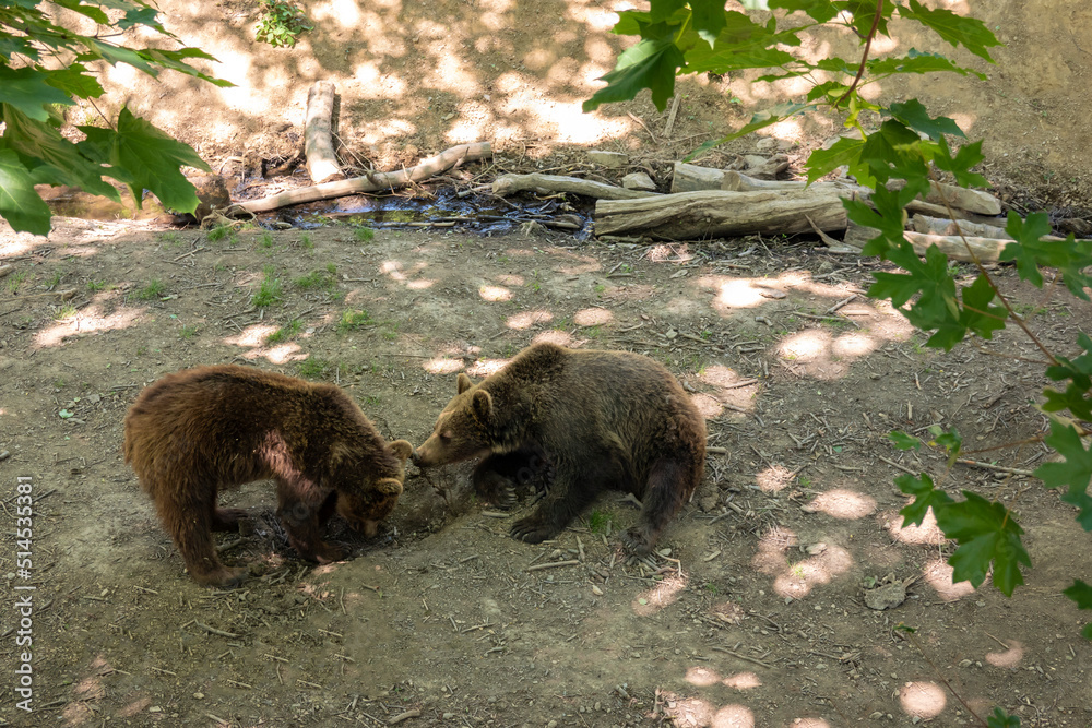 Bears rest and relax after a good meal Bears rest and relax after a good meal