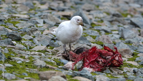 Snowy sheathbill (Chionis albus) feeding on a penguin carcass on Half Moon Island, Antarctica photo