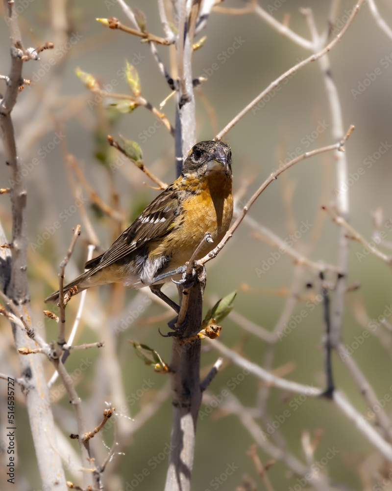 Female Black-headed Grosbeak in Colorado Female Black-headed Grosbeak in Colorado