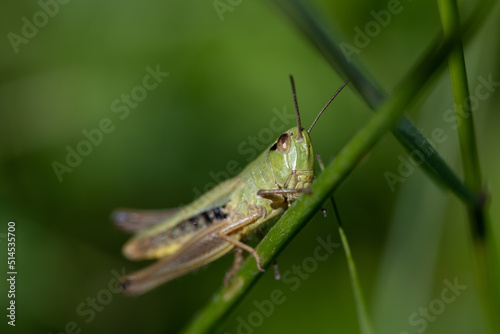 A small green grasshopper (Pseudochorthippus) is sitting on a blade of grass. The insect is looking forward towards the viewer. The background is green.