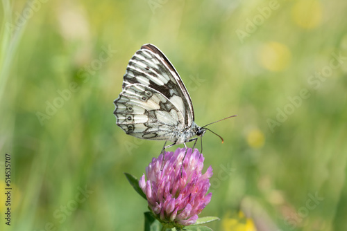 A white-and-black marbled white (Melanargia) sits on a purple wild clover blossom in front of a brightly shining meadow in the sun. © leopictures