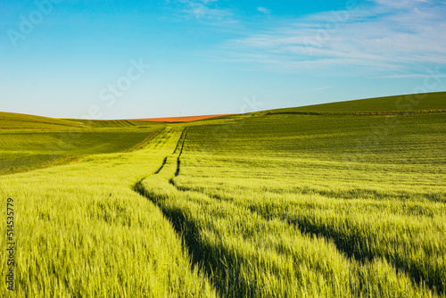 Wheat green field and blue sky