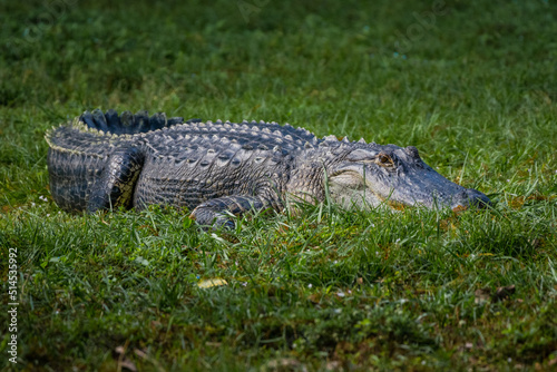 Alligator in the grass