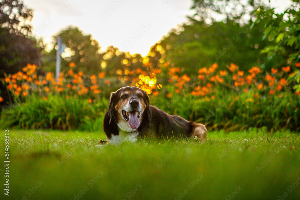 Happy Old Hound at Sunset In The Backyard Happy Old Hound at Sunset In The Backyard