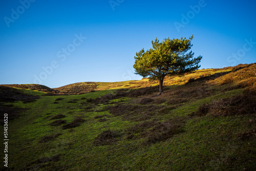 Lonely tree against clear blue sky on a hill in Brösarps backar in Skåne, Sweden, formed during the latest ice-age.