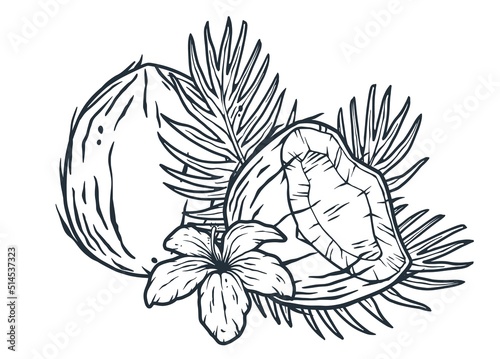Coconuts fruits. Summer tropical outline design elements