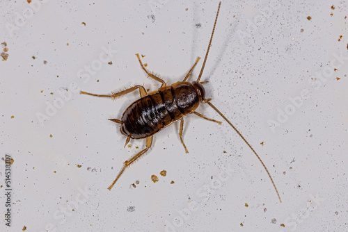 American Cockroach Nymph photo