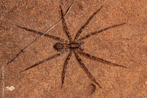 Male Adult Wandering Spider photo